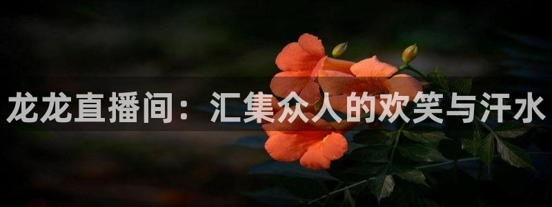 鲸鱼直播足球：龙龙直播间：汇集众人的欢笑与汗水