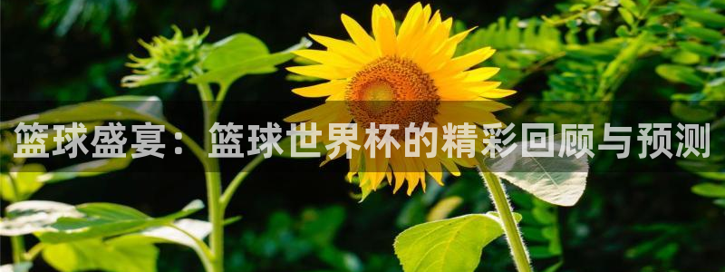 jytv02 鲸鱼体育直播：篮球盛宴：篮球世界杯的精彩回顾与预测